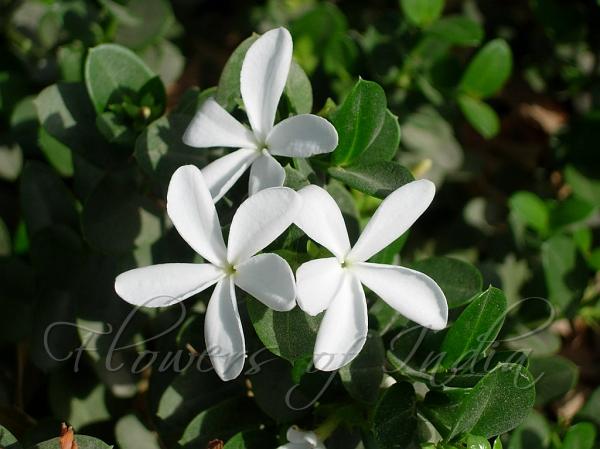 Natal Plum